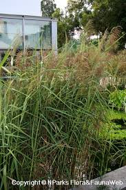Image result for Phragmites karka