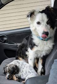 Our new baby Tilly and her big brother Ollie!