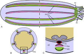 Simplified Diagrams Of The Anatomical Organization Of The Holothurian Download Scientific Diagram