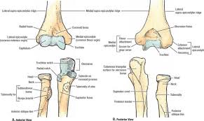 Image result for Elbow Exam