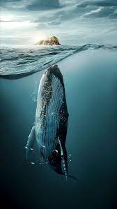 Whales By Jose Reis Digital Art Composition Underwater Animals Ocean Photography Scary Ocean