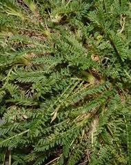 Image result for Indigofera laxiracemosa