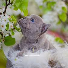 But if you are at the end of the day looking for a frenchie companion because of their amusing, loving qualities, the color doesn't play a role. Why Do French Bulldogs Cost So Much Nw Frenchies French Bulldog Breeder In Washington State Northwest Frenchies