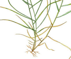 Image result for Sporobolus sanguineus