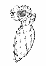 Vector image page shows how to learn step by step to draw flowering cactus in a flowerpot. Prickly Pear Cactus Flower Drawing Google Search Flower Drawing Cactus Drawing Cactus Flower