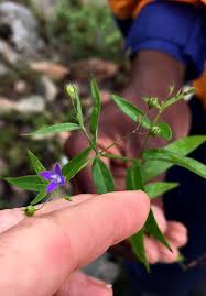 Image result for Oldenlandia affinis