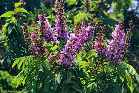 Image result for Millettia grandis