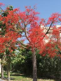 Image result for Brachychiton