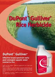 Maybe you would like to learn more about one of these? Duponta Gullivera Rice Herbicide Agtech Com Au
