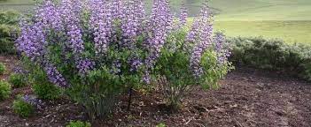 Flowers are dusty purple with charcoal gray flower stems inherited from b. Baptisia Species False Indigo Baptisia Purple Smoke