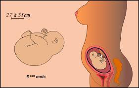 A la fin du mois, votre bébé pèse environ 870 g et mesure 33 cm de la tête aux talons. La Grossesse 6eme Mois Foetus Au Bb Bis