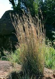 Image result for Hyperthelia dissoluta