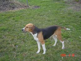 Le chanfrein est droit ou un peu arqué. Chien Elevage De La Laurina Eleveur De Chiens Anglo Francais De Petite Venerie