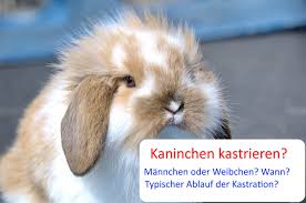 Sind jetzt also knapp 3 wochen alt. Kaninchen Kastrieren Fruhkastration Mannchen Oder Weibchen Ablauf