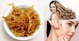 We did not find results for: 6 Irish Sea Moss Health Benefits And Gel Preparation Bright Stuffs