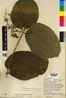 Image result for Mondia ecornuta