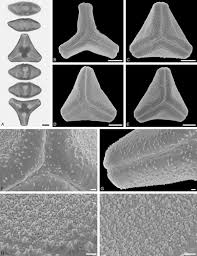 Image result for Agelanthus krausei