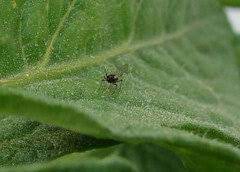 I find they're very easy to rub off the tomato plants when they're still in their. Gnats On Tomato Stems