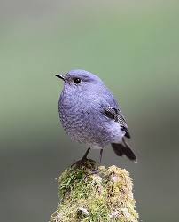 De Filipijnse Waterroodstaart Komt Alleen Voor In De Filipijnen De Soort Komt Daar Met Name Voor In Beide G Animaux Et Oiseaux Animaux Beaux Oiseaux Exotiques