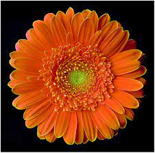 Gerber Daisy Ast54 Gerbera Flower Gerbera Daisy Gerber Daisies