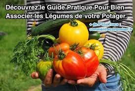 Le Guide Pratique Pour Bien Associer Les Legumes De Votre Potager Commencer Un Potager Potager Culture Des Legumes