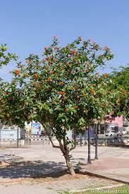 Wide brilliant to dark orange. Flowering Trees Of Thailand Geiger Tree Tim S Thailand