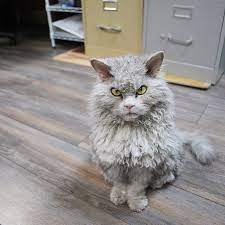 Pompous Albert A Beautiful Scowling Curly-haired Cat With A Sharp Sense Of Humor Curly Haired Cat Cute Animals Grumpy Cat