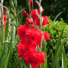 Image result for Gladiolus melleri