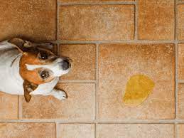 The Dog Trainer What To Do If Your Dog Pees Or Poops Indoors Dog Trainer Quick And Dirty Tips