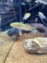 奈良パワーシティ】アクアコーナーより熱帯魚のご紹介！ - □奈良パワーシティ店