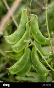 Image result for Phaseolus lunatus