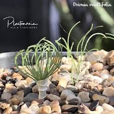 Image result for Drimia