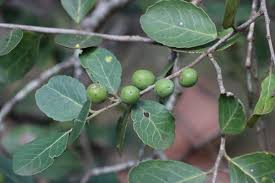 Image result for Mystroxylon