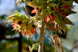 Image result for Melianthaceae