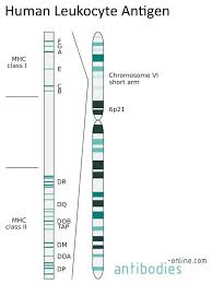 Make tneb online payment at paytm: Human Leukocyte Antigen Hla In Adaptive Immune Response Www Antibodies Online Com