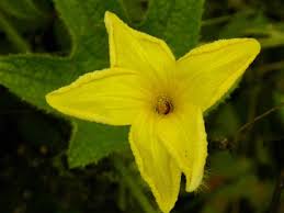 Image result for Peponium vogelii