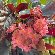 Image result for Begonia princeae