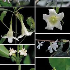 Image result for Empogona ngalaensis