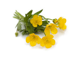 Buttercup Definition And Meaning Collins English Dictionary