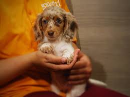 Find the perfect dachshund puppy for sale at puppyfind.com. Dachshund Puppies Petland Iowa City