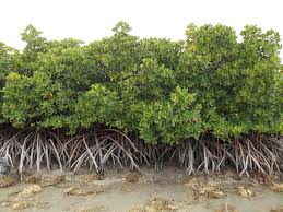 Image result for Rhizophora mucronata