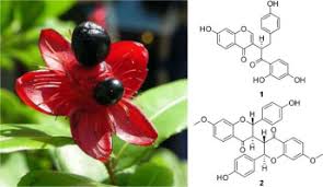 Image result for Ochna kirkii