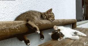 The best gifs for funny cat. Free Funny Cat Gif