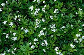 This plant does best in partial shade to shade. Galium Odoratum Sweet Woodruff Dry Shade Plants Ground Cover Plants