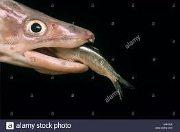 Big fish eating little fish Stock Photo - Alamy