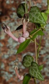 Image result for Ceropegia meyeri-johannis