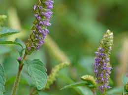 Image result for Isoglossa ciliata