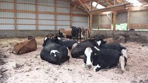 A Tale of Two Dairies