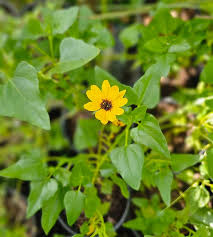 Image result for Helianthus debilis