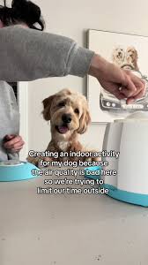 Fun Indoor Dog Activity: Teaching my Goldendoodle to Boop the Button  Upstairs